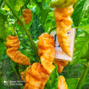 Jigsaw Peach SLP , 10 semillas , Capsicum chinense (341)