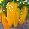 Marconi Golden , 10 semillas , Capsicum annuum (639)