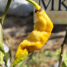 Monster Naga Peach , 10 semillas , capsicum chinense (637)