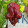 Moruglah Chocolate , 10 semillas , Capsicum chinense (582)