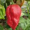 Moruglah MD , 10 semillas , Capsicum chinense (576)