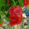 NUMEX SUAVE RED ,Capsicum chinense,10 seeds,semillas ,cosecha propia (49)