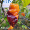Paradise,10 semillas,Capsicum chinense (513)