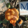 Peach Mutant X , 10 semillas , Capsicum chinense (571)