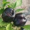 Pimienta Purple Beauty , 10 semillas , Capsicum annuum (273)