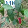 Pimiento d'Espelette, 10 semillas, Capsicum annuum (247)