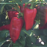 Pimiento Moravska Kapija Big , 10 semillas ,Capsicum annuum (622)