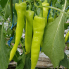 Pimiento Rapires , 10 semillas , Capsicum annuum (625)