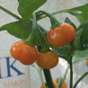 Pitanga Laranja, 10 semillas , Capsicum baccatum (544)
