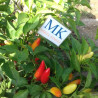 Purira Chili Pepper 10 semillas,Capsicum frutescens (8)