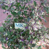 Purple Flash , 10 semillas , capsicum annuum (59)