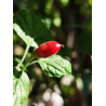 Rabenii Jumaly , 10 semillas , capsicum rabenii , (702)