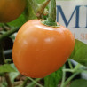 Rocoto Marlene,10 semillas,Capsicum pubescens (426)