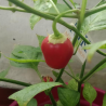 Rocoto Mini Red,10 semillas,Capsicum Pubescens (387)