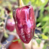 Roxa Revert , 10 semillas , Capsicum chinense (716)
