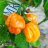 Scotch Bonnet Freeport Strain10 semillas,Capsicum chinense (266)