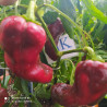 Spitzpaprika Red,10 semillas,Capsicum annuum (282)