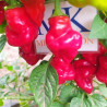 Tazmanian Red , 10 semillas , Capsicum annuum  (257)