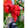 Tiberius Mauler , 10 semillas , Capsicum chinense (631)