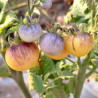 Tomate 1999 , 10 semillas (390)