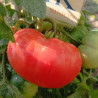 Tomate Acme , 10 semillas  (5)