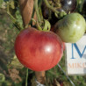 Tomate Amethyst Jewel , 10 semillas (7)