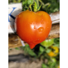 Tomate Anana's Multiflora , 10 semillas (325)