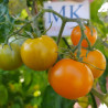 Tomate Apricosa , 10 semillas (8)