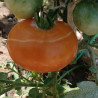 Tomate Beauty Queen , 10 semillas  (1)