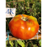Tomate Bonne Fee , 10 semillas (241)