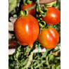 Tomate Borgo Cellano , 10 semillas (335)
