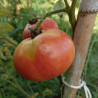 Tomate Brandy Wine , 10 semillas (56)