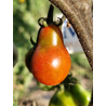 Tomate Cafe Bule , 10 semillas (306)