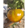 Tomate Charlie's Green , 10 semillas (354)