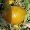 Tomate Cherokee Lime Stripe , 10 semillas (96)