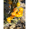 Tomate Colibri Yellow , 10 semillas (152)
