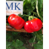 Tomate Criole Quetzaltepeque , 10 semillas (234)