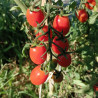 Tomate Datil , 10 semillas (59)