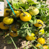 Tomate Fat Frog , 10 semillas (108)