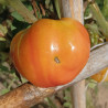 Tomate Golden Mountains Medeo , 10 semillas (150)