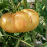 Tomate Great White Purple , 10 semillas (81)