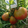 Tomate Grucha Black , 10 semillas (44)