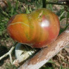 Tomate Hugh's Black , 10 semillas (221)