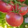 Tomate Indigo Rose , 10 semillas , (33)