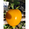 Tomate Kaki Coing , 10 semillas (328)