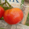 Tomate Kazachka , 10 semillas (71)