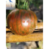 Tomate Kozula 128 , 10 semillas (146)