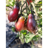 Tomate Kumquat Rosa,Opal , 10 semillas (131)