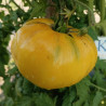 Tomate Lemon Oxheart , 10 semillas (45)