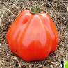 Tomate Liguria , 10 semillas (175)